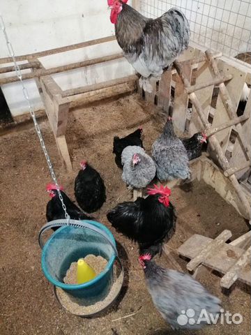Утки, куры, яйца цыплята купить на Зозу.ру - фотография № 10