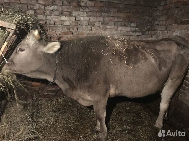 Швицкая корова купить на Зозу.ру - фотография № 2