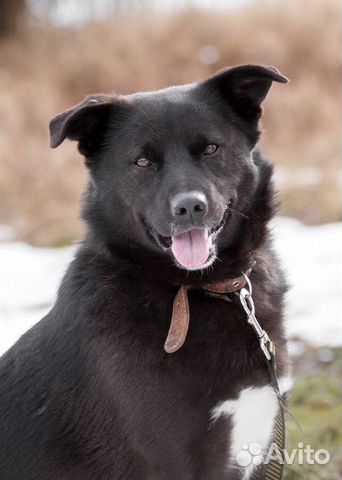 Активный и позитивный пёс ищет семью купить на Зозу.ру - фотография № 3