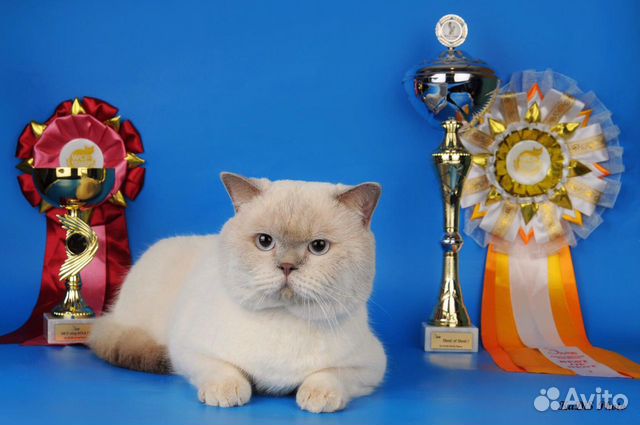 Открыт для вязок