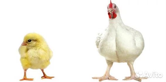 Продам цыплят кобб-50 и ред бро (сасо) купить на Зозу.ру - фотография № 1