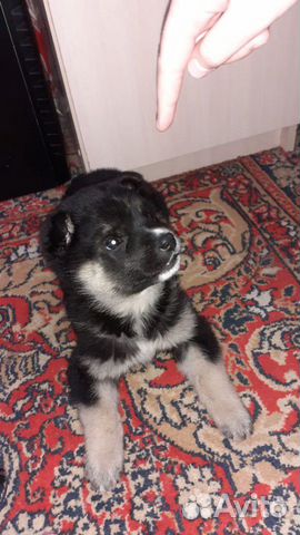 Собака мальчик и девочка