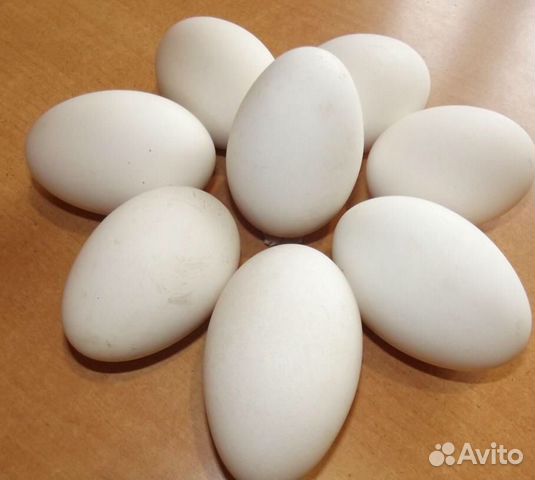 Продам инкубационные Яйца гусей породы Линда купить на Зозу.ру - фотография № 1