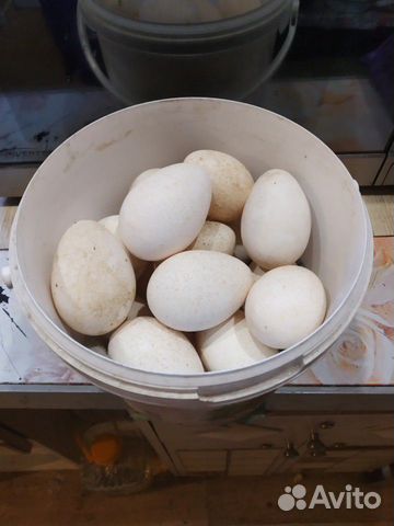 Инкубационное яйцо индоутки купить на Зозу.ру - фотография № 6