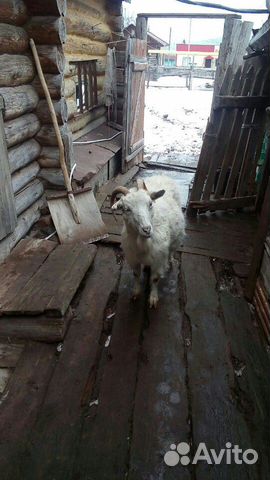 Продам коз купить на Зозу.ру - фотография № 1