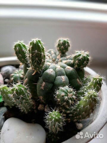 Кактус Matucana polzii