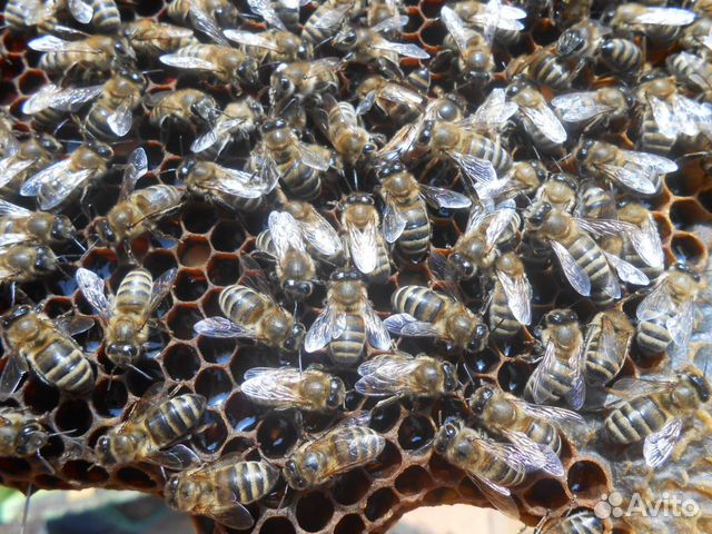 Пчелосемьи И пчелопакеты купить на Зозу.ру - фотография № 8