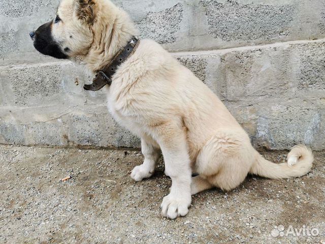 Собака армянский гампор волкодав купить на Зозу.ру - фотография № 3