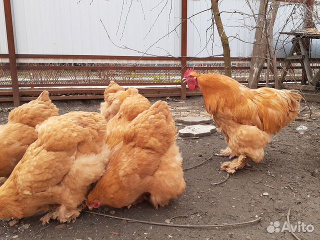 Цыплята породистых кур купить на Зозу.ру - фотография № 3