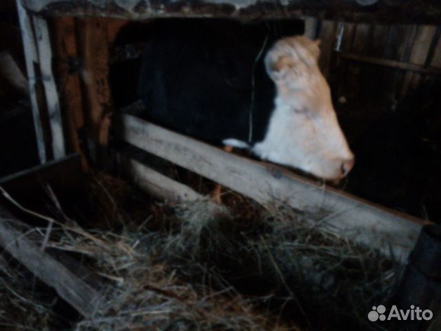 Корова первотелок купить на Зозу.ру - фотография № 4