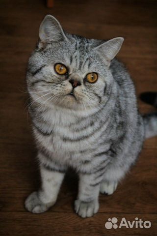 Ищу кота для вязки купить на Зозу.ру - фотография № 3