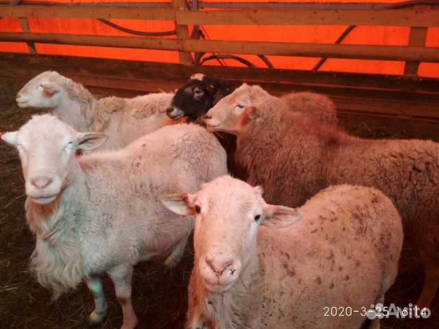 Овцематки, ярки, бараны - Катумские купить на Зозу.ру - фотография № 5