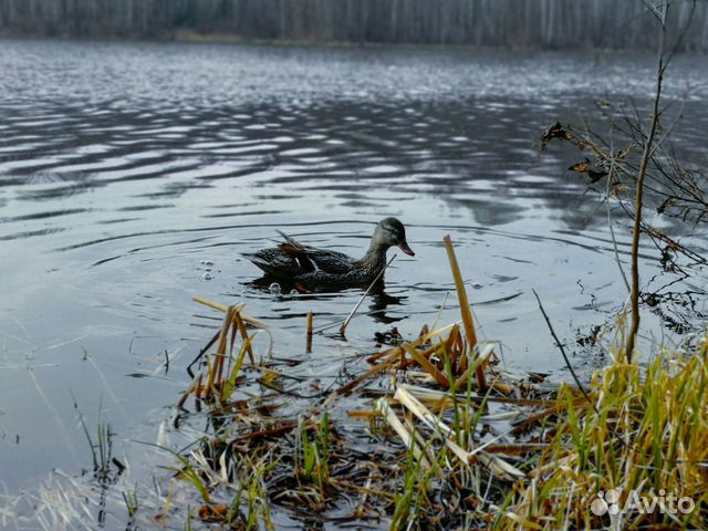 Подсадные кряковые утки купить на Зозу.ру - фотография № 8