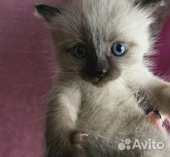 Отдадим котят купить на Зозу.ру - фотография № 1