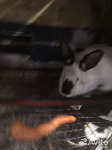 Кролик Калифорнийской породы купить на Зозу.ру - фотография № 2
