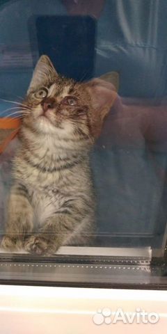 Кошечка 2 мес. Ищем хозяина Кошечка 2 мес. Ищем хозяина