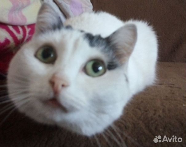 Кошка