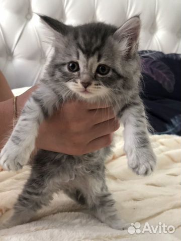 Шотландские котята Шотландские котята