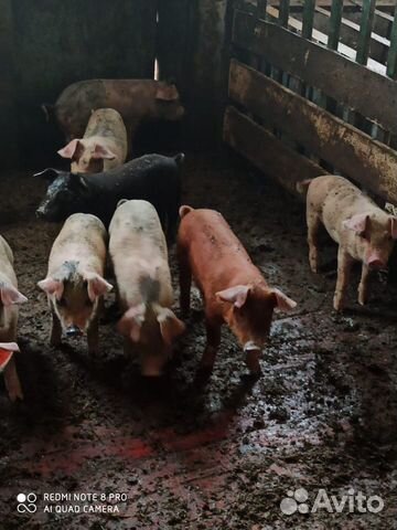 Поросята (породы Венгерская мангалица, Дюрок, Ланд