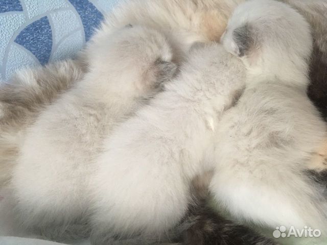 Котята невские маскарадные