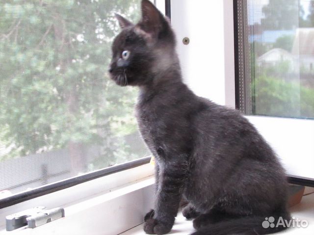 Котенок мальчик в добрые руки Котенок мальчик в добрые руки