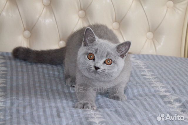 Британский голубой котёнок