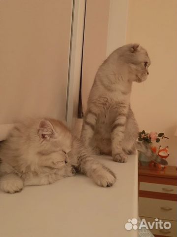 Шотландские котята Шотландские котята