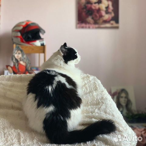 Кот Кот