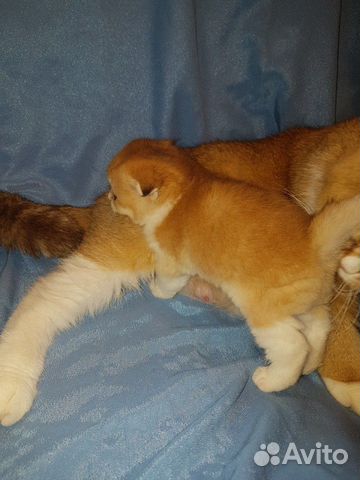 Элитные золотые котик кошечка Элитные золотые котик кошечка
