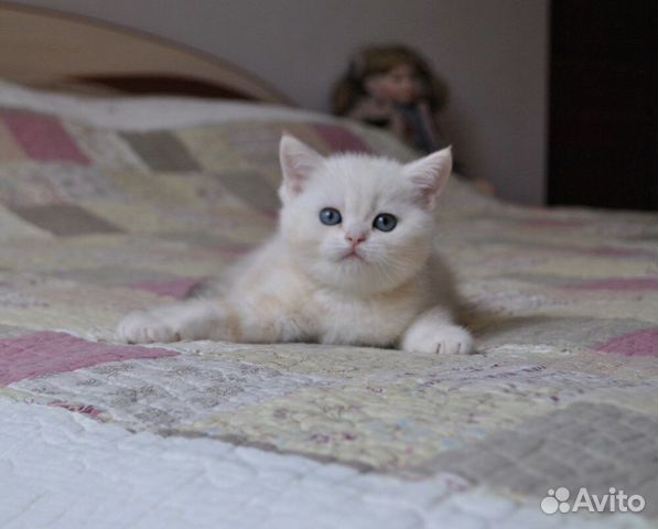 Мальчик британской серебристой шиншиллы