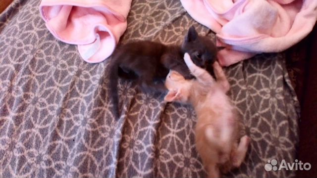 Котята в хорошие руки