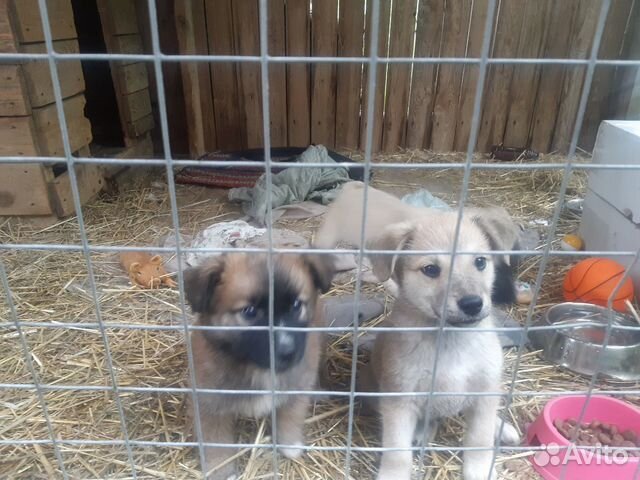 Щенки привитые из приюта в дар