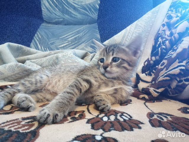 Котенок в добрые руки Котенок в добрые руки