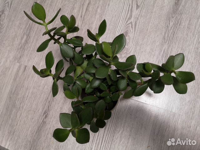 Толстянка (Денежное дерево) Толстянка (Денежное дерево)