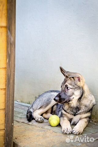 Щенок ищет дом Щенок ищет дом