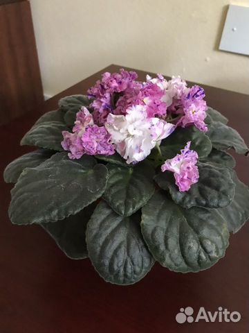 Фиалка в горшке