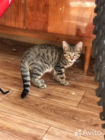 Котенок мальчик. 3 мес