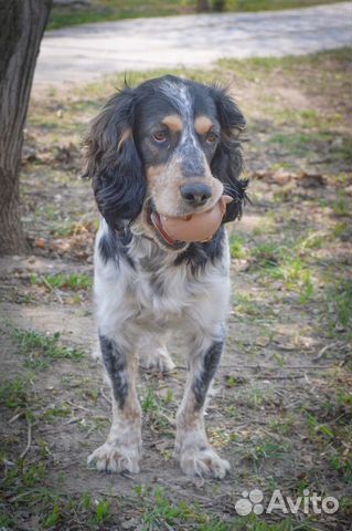 Вязка русский охотничий спаниель