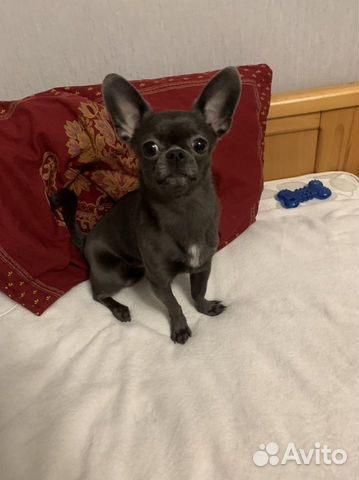 Вязка кобель чихуахуа