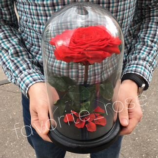 Роза в колбе. Быстрая Доставка. Большой Бутон