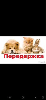 Передержка животных