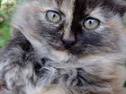 Сибирский котенок девочка