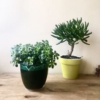 Суккуленты