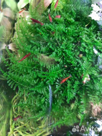 Аквариумные рыбки,растения