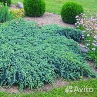 Можжевельник голубой 2 информация в описании