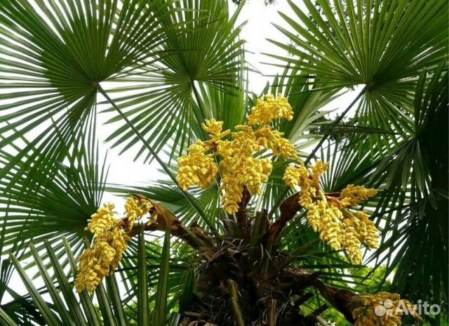 Пальма трахикарпус