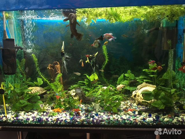 Аквариум 160 л полностью с фильтрами рыбки