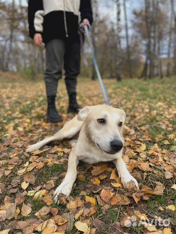 Маленькой собачке трудно в приюте