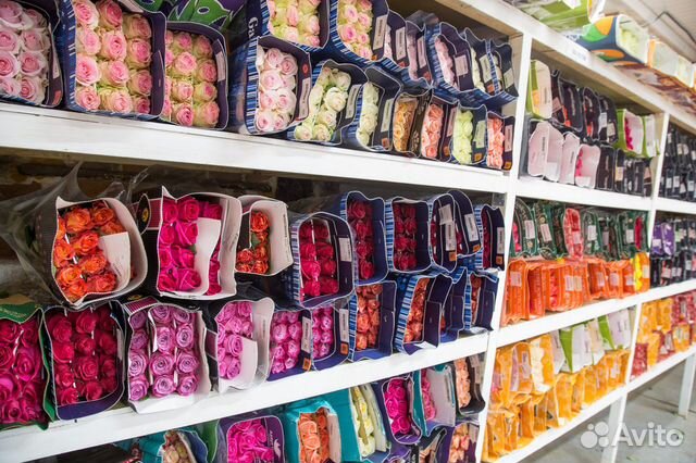 Эквадорская Роза 50-80см