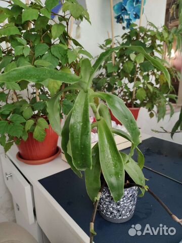 Золотой ус (каллизия душистая)